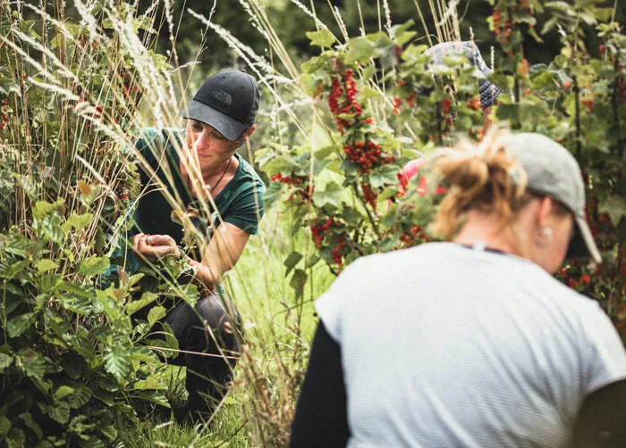 Redcurrants Picking 26